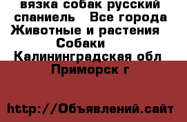 вязка собак русский спаниель - Все города Животные и растения » Собаки   . Калининградская обл.,Приморск г.